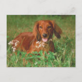 Red Long Hazard Dachshund Briefkaart (Voorkant)