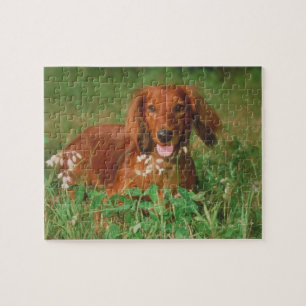 Red Long Hazard Dachshund Dog Puzzle Legpuzzel