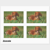 Red Long Hazard Dachshund Rechthoekige Sticker (Vel)