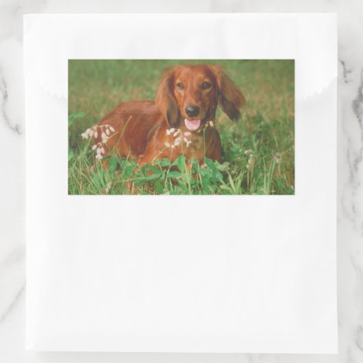 Red Long Hazard Dachshund Rechthoekige Sticker (Tas)
