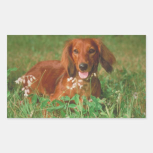Red Long Hazard Dachshund Rechthoekige Sticker
