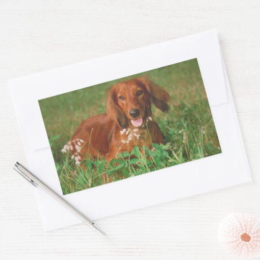 Red Long Hazard Dachshund Rechthoekige Sticker (Envelop)
