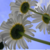 Red Long Stem Roos Shot Glas