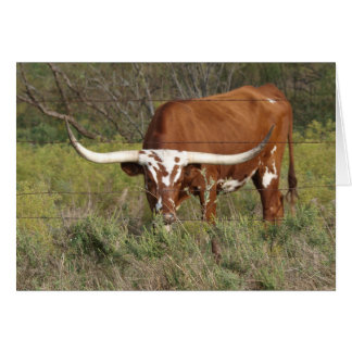 Red Longhorn Beauty Card