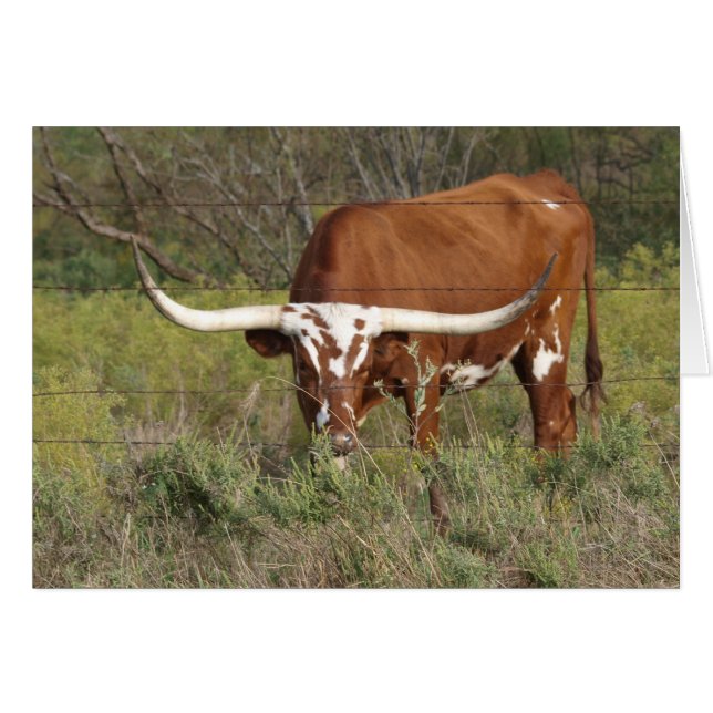 Red Longhorn Beauty Card (Voorkant Horizontaal)