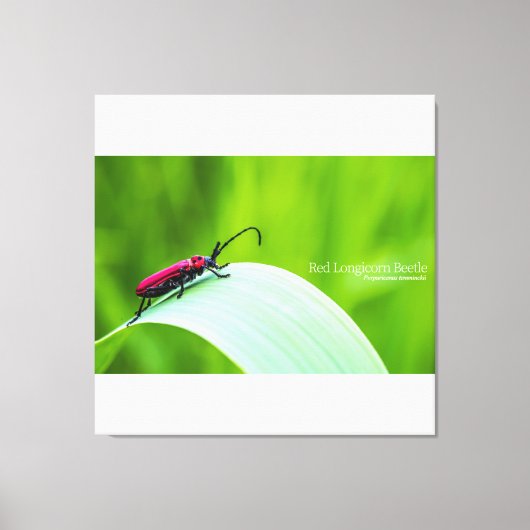 Red Longicorn Beetle and green background Canvas Afdruk (Voorkant)