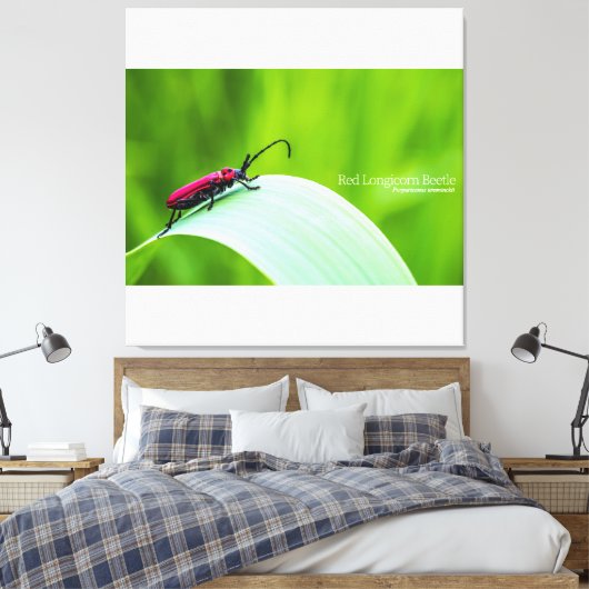 Red Longicorn Beetle and green background Canvas Afdruk (Insitu (Slaapkamer))
