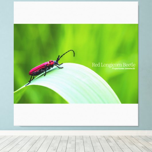 Red Longicorn Beetle and green background Canvas Afdruk (Insitu (Houten vloer))