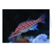 Red Longnose Hawkfish (Voorkant Horizontaal)