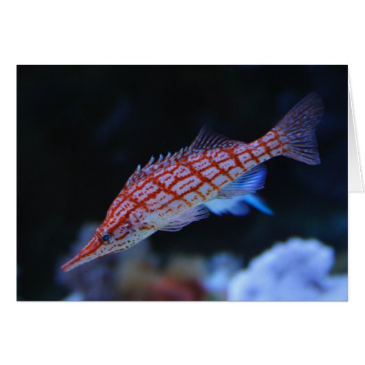 Red Longnose Hawkfish (Voorkant Horizontaal)