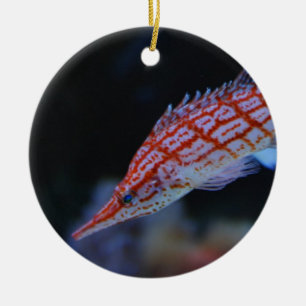 Red Longnose Hawkfish Keramisch Ornament