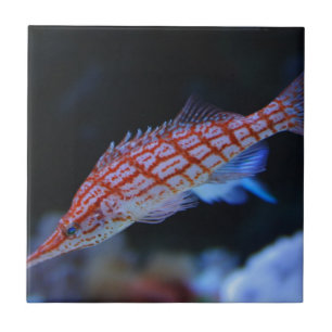Red Longnose Hawkfish Tegeltje