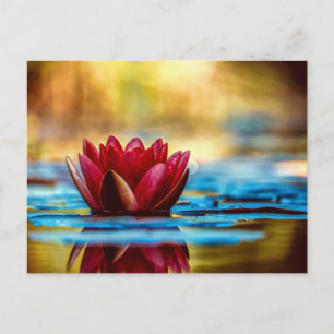 Red Lotus Water Lily Flower Briefkaart