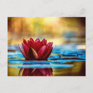 Red Lotus Water Lily Flower Briefkaart