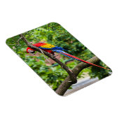 Red Macaw Flexible Magnet Magneet (Rechterzijde)