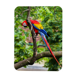 Red Macaw Flexible Magnet Magneet