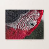 Red Macaw - HD Photo Puzzle Legpuzzel (Horizontaal)
