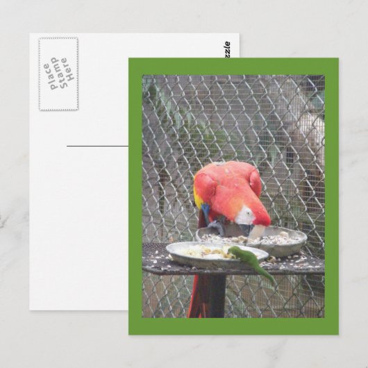 Red Macaw met gekko Briefkaart (Voorkant / Achterkant)