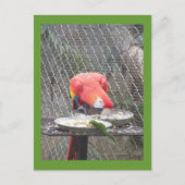 Red Macaw met gekko Briefkaart (Voorkant)