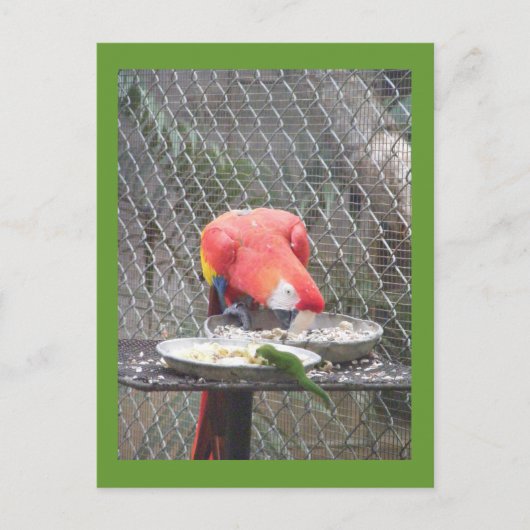 Red Macaw met gekko Briefkaart (Voorkant)