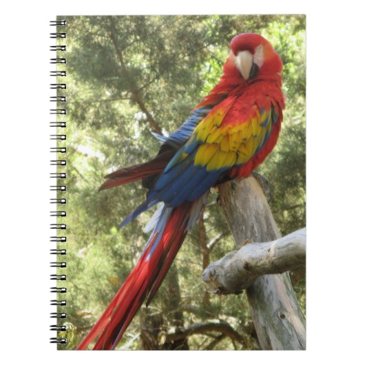 Red Macaw Parrot Bird Tropisch Notitieboek (Voorkant)