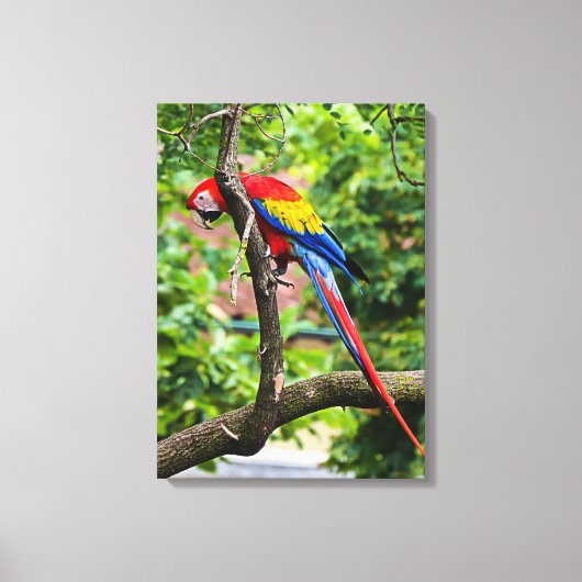 Red Macaw Wall Canvas Art (Voorkant)