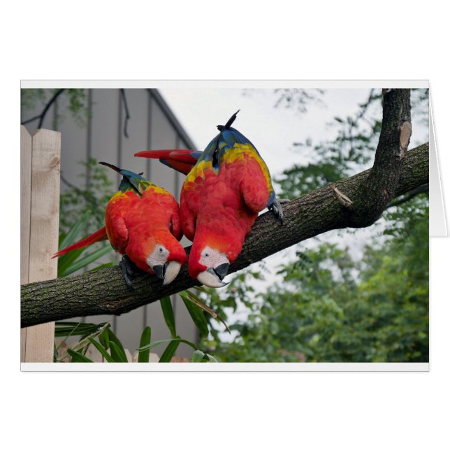 Red Macaws 1.JPG (Voorkant Horizontaal)
