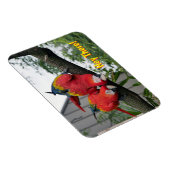 Red Macaws Magnet Magneet (Rechterzijde)