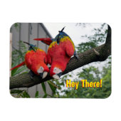 Red Macaws Magnet Magneet (Horizontaal)