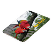 Red Macaws Magnet Magneet (Linkerzijde)