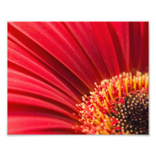 Red Macro Gerbera Daisy Flower Foto Afdruk