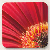 Red Macro Gerbera Daisy Flower Onderzetter (Voorkant)