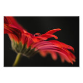 Red Macro Gerbera Flower Foto Afdruk (Voorkant)
