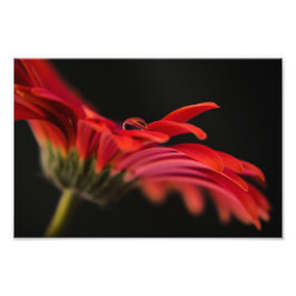 Red Macro Gerbera Flower Foto Afdruk