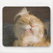 Red Maine Coon Cat Close-up foto Muismat (Voorkant)