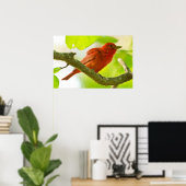 Red Male Summer Tanager op Branch Poster (Thuiskantoor)