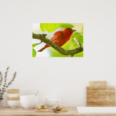 Red Male Summer Tanager op Branch Poster (Keuken)