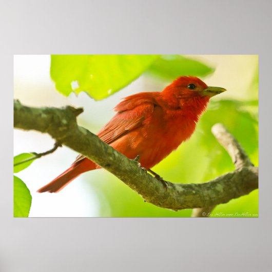 Red Male Summer Tanager op Branch Poster (Voorkant)