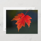 Red Maple Acer rubrum) rood blad in de herfst; Briefkaart (Voorkant / Achterkant)