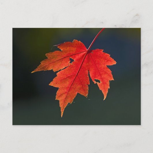 Red Maple Acer rubrum) rood blad in de herfst; Briefkaart (Voorkant)