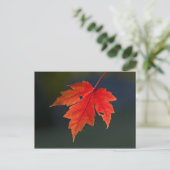 Red Maple Acer rubrum) rood blad in de herfst; Briefkaart (Staand voorkant)