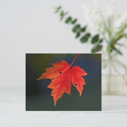 Red Maple Acer rubrum) rood blad in de herfst; Briefkaart (Staand voorkant)
