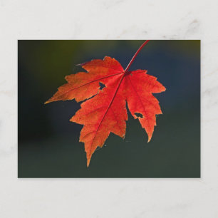 Red Maple Acer rubrum) rood blad in de herfst; Briefkaart
