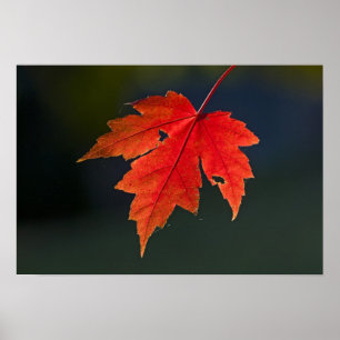 Red Maple Acer rubrum) rood blad in de herfst; Poster