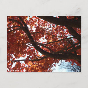 Red Maple Branches Autumn Colors Briefkaart