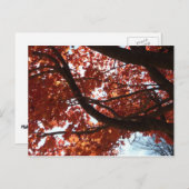 Red Maple Branches Autumn Colors Briefkaart (Voorkant / Achterkant)