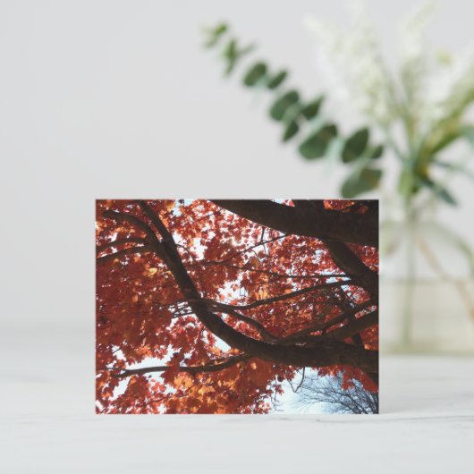 Red Maple Branches Autumn Colors Briefkaart (Staand voorkant)