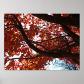 Red Maple Branches Autumn Colors Poster (Voorkant)