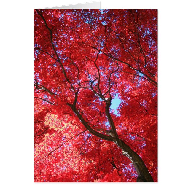 Red Maple Card (Voorkant)