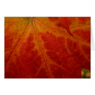 Red Maple Leaf Abstracte Autumn Natuur Fotografie